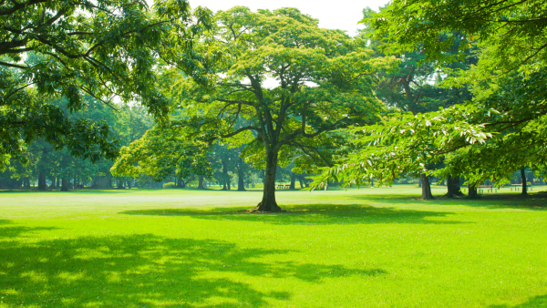 Large trees in a park